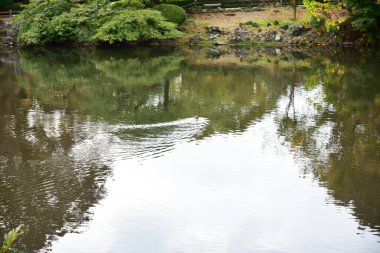 Tokyo, Japonya 27 Kasım 2019 Kimliği belirlenemeyen birçok insan Shinjuku Gyoen Ulusal Bahçesinde yürüyor ve sonbahar ağacını seyrediyor..