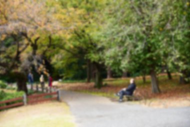 Tokyo, Japonya 27 Kasım 2019 Kimliği belirlenemeyen birçok insan Shinjuku Gyoen Ulusal Bahçesinde yürüyor ve sonbahar ağacını seyrediyor..