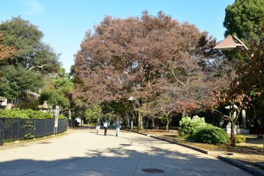 Tokyo, Japonya. 27 Kasım 2019 Tanımlanamayan Görüntü. Birçok insan Ueno parkında yürüyor ve sonbahar ağacını izliyor..
