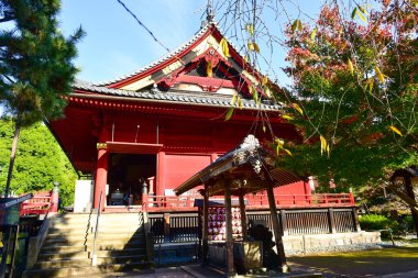 Tokyo, Japonya. 27 Kasım 2019 Tanımlanamayan Görüntü. Birçok insan Ueno parkında yürüyor ve sonbahar ağacını izliyor..