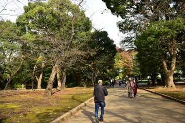 Tokyo, Japonya. 27 Kasım 2019 Tanımlanamayan Görüntü. Birçok insan Ueno parkında yürüyor ve sonbahar ağacını izliyor..
