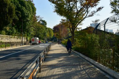 Tokyo, Japonya 27 Kasım 2018 Kimliği belirsiz birçok insan Ueno parkında yürüyor ve bahçedeki sonbahar ağacını izliyor. .
