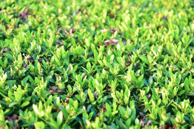 Bulanık kırmızı başak çiçeği ve bahçede yeşil yapraklar yol kenarında