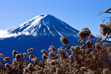 Japonya 'daki güzel Fuji Dağı, Fuji Gölü büyüklüğünde Kawaguchiko Gölü, beyaz tepesi, bahçede sonbahar, dağlara düşer..