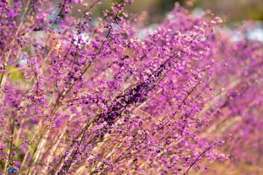 Japonya 'daki güzel Fuji Dağı, Fuji Gölü büyüklüğünde Kawaguchiko Gölü, beyaz tepesi, bahçede sonbahar, dağlara düşer..