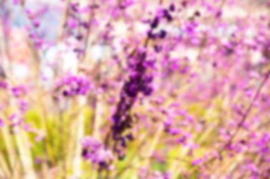 Japonya 'daki güzel Fuji Dağı, Fuji Gölü büyüklüğünde Kawaguchiko Gölü, beyaz tepesi, bahçede sonbahar, dağlara düşer..