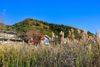 Japonya 'daki güzel Fuji Dağı, Fuji Gölü büyüklüğünde Kawaguchiko Gölü, beyaz tepesi, bahçede sonbahar, dağlara düşer..