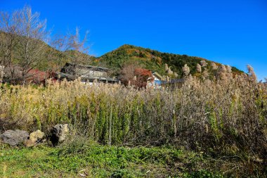 Japonya 'daki güzel Fuji Dağı, Fuji Gölü büyüklüğünde Kawaguchiko Gölü, beyaz tepesi, bahçede sonbahar, dağlara düşer..