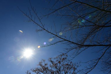 Japonya 'daki güzel Fuji Dağı, Fuji Gölü büyüklüğünde Kawaguchiko Gölü, beyaz tepesi, bahçede sonbahar, dağlara düşer..