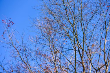 Japonya 'daki güzel Fuji Dağı, Fuji Gölü büyüklüğünde Kawaguchiko Gölü, beyaz tepesi, bahçede sonbahar, dağlara düşer..