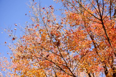 Japonya 'daki güzel Fuji Dağı, Fuji Gölü büyüklüğünde Kawaguchiko Gölü, beyaz tepesi, bahçede sonbahar, dağlara düşer..