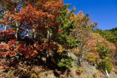 Japonya 'daki güzel Fuji Dağı, Fuji Gölü büyüklüğünde Kawaguchiko Gölü, beyaz tepesi, bahçede sonbahar, dağlara düşer..