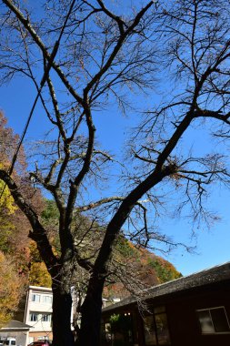Japonya 'daki güzel Fuji Dağı, Fuji Gölü büyüklüğünde Kawaguchiko Gölü, beyaz tepesi, bahçede sonbahar, dağlara düşer..