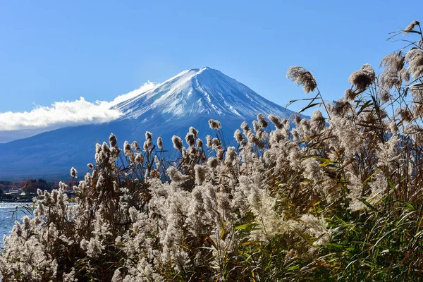 美しい風景日本の富士山 富士の河口湖の大きさ 白トップ 庭の秋 山の中の秋 — ストック写真