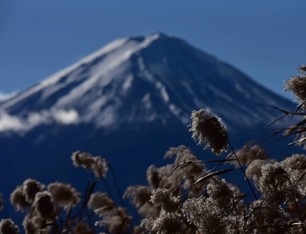 美しい風景日本の富士山 富士の河口湖の大きさ 白トップ 庭の秋 山の中の秋 — ストック写真