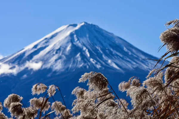 美しい風景日本の富士山 富士の河口湖の大きさ 白トップ 庭の秋 山の中の秋 — ストック写真