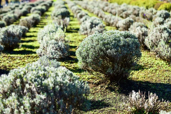 Güzel göl manzarası ve yeşil ağaçtan rea çiçeği.  