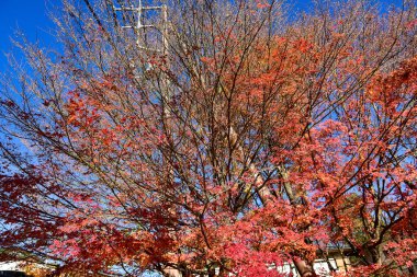 Kawaguchiko Gölü 'nde Renkli Sonbahar Sezonu ve Fuji Dağı.