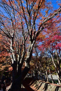 Yamanashi Japonya 23 Kasım 2018 Kimliği belirsiz Sonbahar Mevsimi ve Fuji Dağı Kawaguchiko Gölü Japonya.
