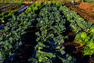 Japonya 'nın kırsal kesimindeki sebze köyü.