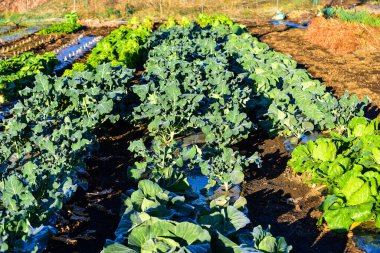 Japonya 'nın kırsal kesimindeki sebze köyü.