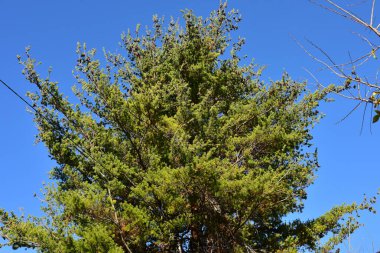 23 Kasım 2018 'de Japonya' nın kırsal kesimindeki bir köyde soğuk havada.