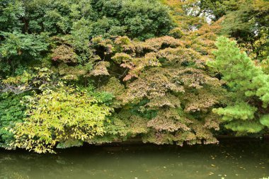 Tokyo, Japonya 27 Kasım 2019 Kimliği belirlenemeyen birçok insan Shinjuku Gyoen Ulusal Bahçesinde yürüyor ve sonbahar ağacını seyrediyor..