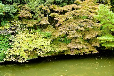 Tokyo, Japonya 27 Kasım 2019 Kimliği belirlenemeyen birçok insan Shinjuku Gyoen Ulusal Bahçesinde yürüyor ve sonbahar ağacını seyrediyor..