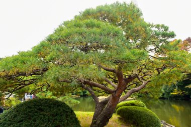 Tokyo, Japonya 27 Kasım 2019 Kimliği belirlenemeyen birçok insan Shinjuku Gyoen Ulusal Bahçesinde yürüyor ve sonbahar ağacını seyrediyor..