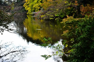 Tokyo, Japonya 27 Kasım 2019 Kimliği belirlenemeyen birçok insan Shinjuku Gyoen Ulusal Bahçesinde yürüyor ve sonbahar ağacını seyrediyor..