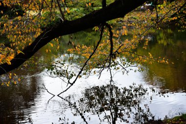 Tokyo, Japonya 27 Kasım 2019 Kimliği belirlenemeyen birçok insan Shinjuku Gyoen Ulusal Bahçesinde yürüyor ve sonbahar ağacını seyrediyor..