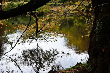 Tokyo, Japonya 27 Kasım 2019 Kimliği belirlenemeyen birçok insan Shinjuku Gyoen Ulusal Bahçesinde yürüyor ve sonbahar ağacını seyrediyor..