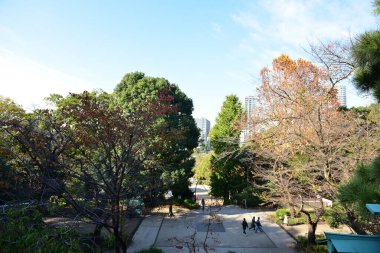 Tokyo, Japonya. 27 Kasım 2019 Tanımlanamayan Görüntü. Birçok insan Ueno parkında yürüyor ve sonbahar ağacını izliyor..