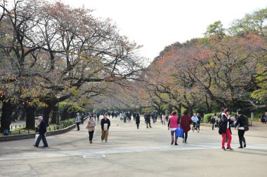 Tokyo, Japonya. 27 Kasım 2019 Tanımlanamayan Görüntü. Birçok insan Ueno parkında yürüyor ve sonbahar ağacını izliyor..