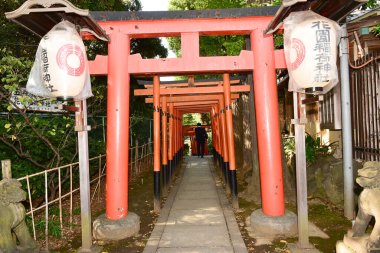 Tokyo, Japonya 27 Kasım 2018 Kimliği belirsiz birçok insan Ueno parkında yürüyor ve bahçedeki sonbahar ağacını izliyor. .