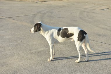 Sabahları erkek köpeğin etkinliği.
