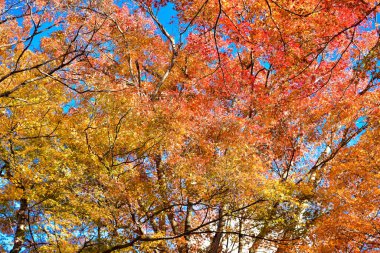 Günışığında sonbahar yaprakları. Desen Tam arkaplan.