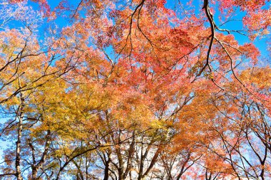 Günışığında sonbahar yaprakları. Desen Tam arkaplan.