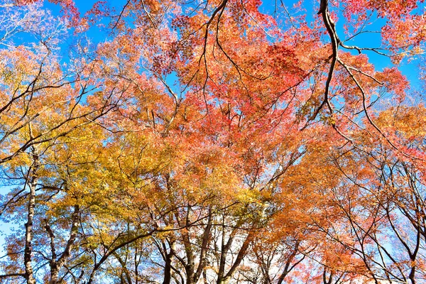 Günışığında sonbahar yaprakları. Desen Tam arkaplan.