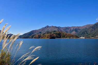 Yakisaki parkındaki Kawaguchiko gölünde sonbahar yaprakları. Fujisan dağı..