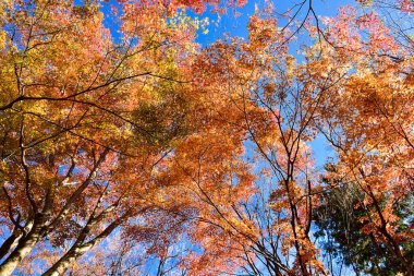 Günışığında sonbahar yaprakları. Desen Tam arkaplan.
