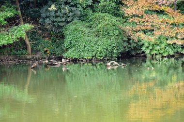 Tokyo, Japonya 27 Kasım 2019 Kimliği belirlenemeyen birçok insan Shinjuku Gyoen Ulusal Bahçesinde yürüyor ve sonbahar ağacını seyrediyor..