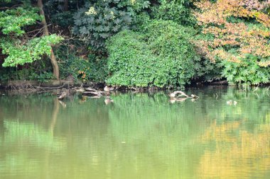 Tokyo, Japonya 27 Kasım 2019 Kimliği belirlenemeyen birçok insan Shinjuku Gyoen Ulusal Bahçesinde yürüyor ve sonbahar ağacını seyrediyor..