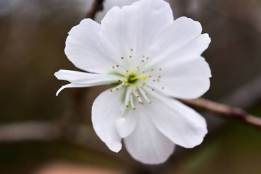 Tokyo, Japonya 27 Kasım 2019 Kimliği belirlenemeyen birçok insan Shinjuku Gyoen Ulusal Bahçesinde yürüyor ve sonbahar ağacını seyrediyor..