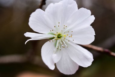 Tokyo, Japonya 27 Kasım 2019 Kimliği belirlenemeyen birçok insan Shinjuku Gyoen Ulusal Bahçesinde yürüyor ve sonbahar ağacını seyrediyor..