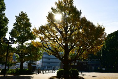 Tokyo, Japonya. 27 Kasım 2019 Tanımlanamayan Görüntü. Birçok insan Ueno parkında yürüyor ve sonbahar ağacını izliyor..