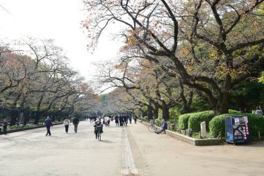 Tokyo, Japonya. 27 Kasım 2019 Tanımlanamayan Görüntü. Birçok insan Ueno parkında yürüyor ve sonbahar ağacını izliyor..