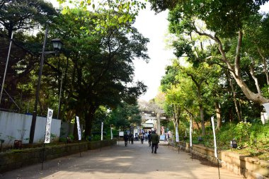 Tokyo, Japonya. 27 Kasım 2019 Tanımlanamayan Görüntü. Birçok insan Ueno parkında yürüyor ve sonbahar ağacını izliyor..