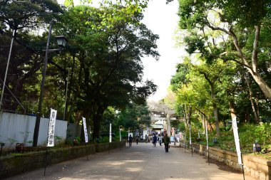Tokyo, Japonya. 27 Kasım 2019 Tanımlanamayan Görüntü. Birçok insan Ueno parkında yürüyor ve sonbahar ağacını izliyor..