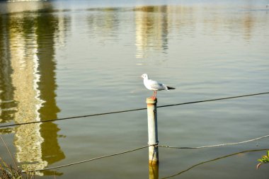 Tokyo, Japonya 27 Kasım 2018 Kimliği belirsiz birçok insan Ueno parkında yürüyor ve bahçedeki sonbahar ağacını izliyor. .